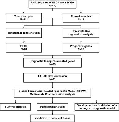 A Novel Ferroptosis-Related Gene Model for Overall Survival Predictions of Bladder Urothelial Carcinoma Patients